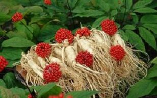 Le ginseng augmente le flux sanguin vers le pénis