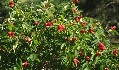 Rose Hip pour augmenter le pénis