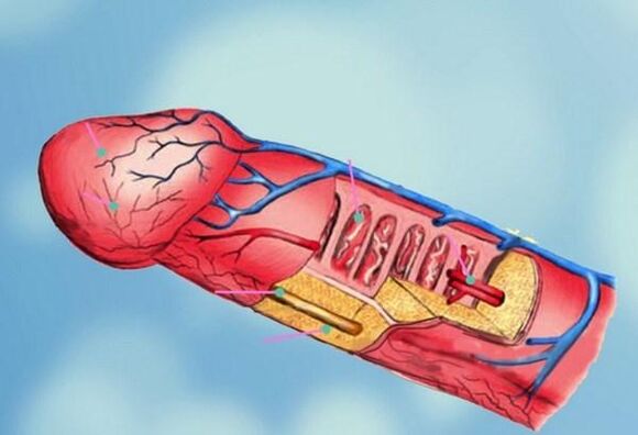 Structure du pénis et agrandissement de la tête